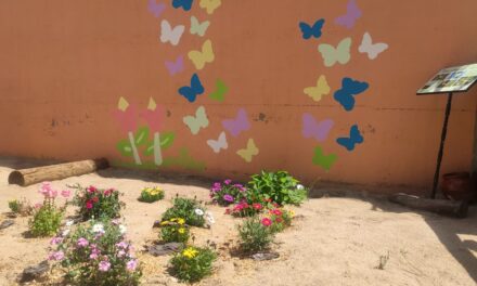 Oasis de mariposas