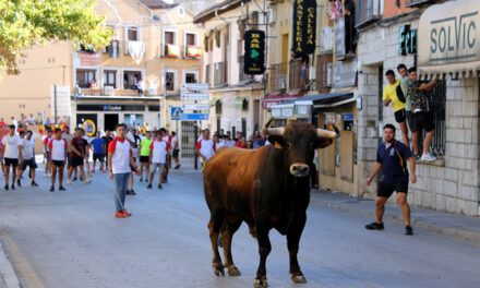 Encierro, suelta de reses y bueyada infantil – tarde del martes 6 de septiembre