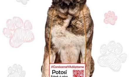 Campaña #ConócemeYAdóptame