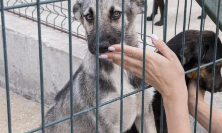 ¿Conoces la aplicación MadridAdopta?