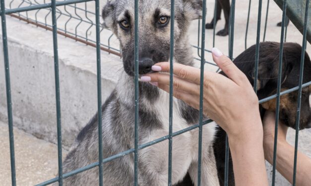 ¿Conoces la aplicación MadridAdopta?